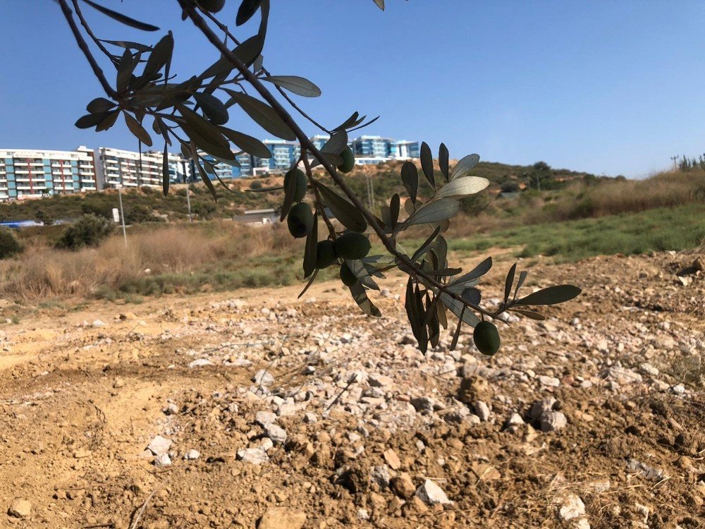 Kuşadası'ndaki villa, 1500 yıllık zeytin ağacı için yıkıldı