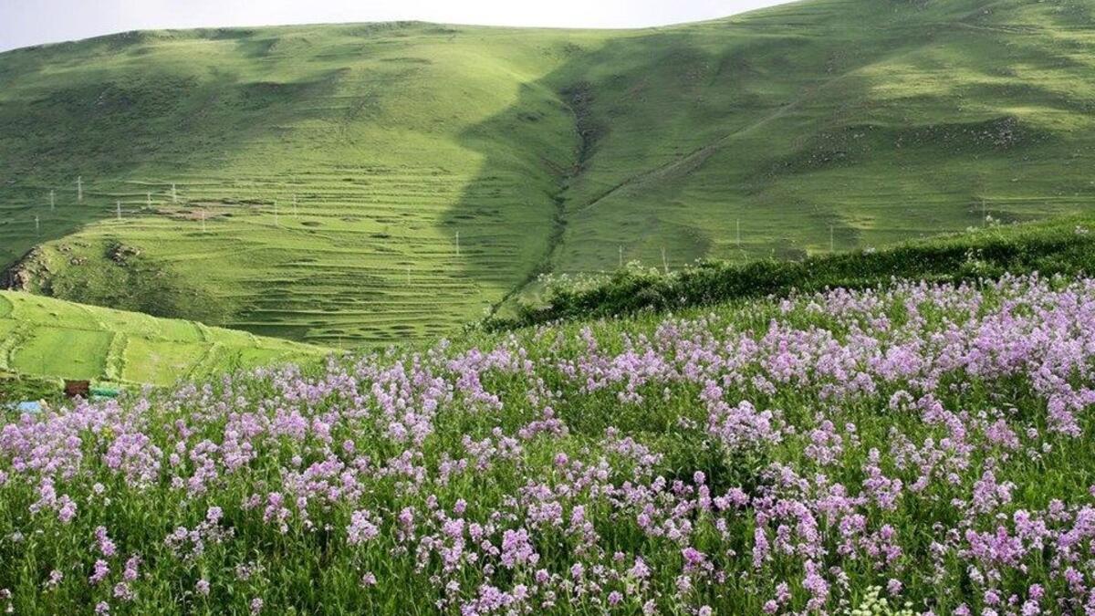Ardahan'ın neyi meşhur? Ardahan'da ne yenir? | Gezilecek yerler