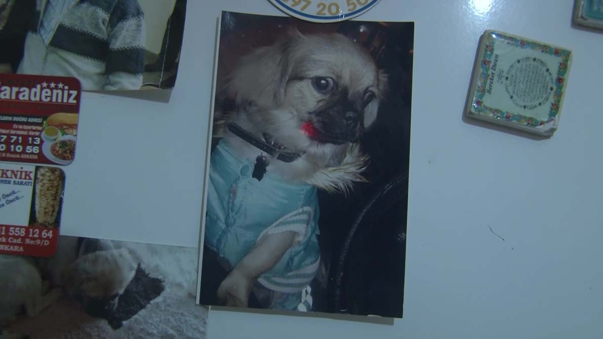 Şiddet uyguladığı eski sevgilisinin köpeğini 5.kattan attı