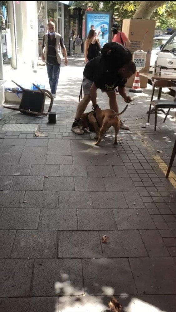 İstanbul'da kedi parçalayan pitbullun sahibine para cezası 
