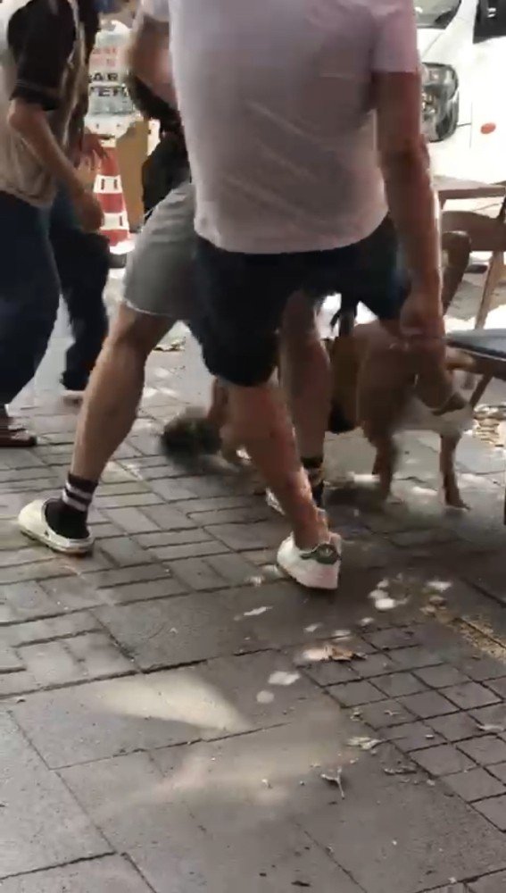 İstanbul'da kedi parçalayan pitbullun sahibine para cezası 