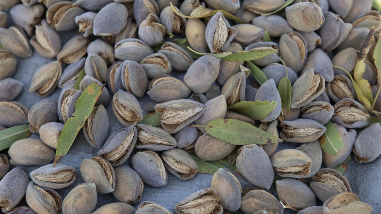 Elazığ'da 37 bin ağaçtan badem hasadı başladı