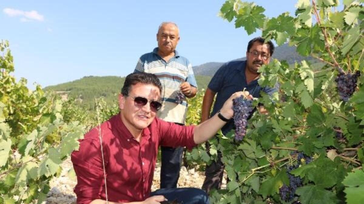 Sadece yağmur suyuyla yetişiyor, hasadı 1 ay sürüyor