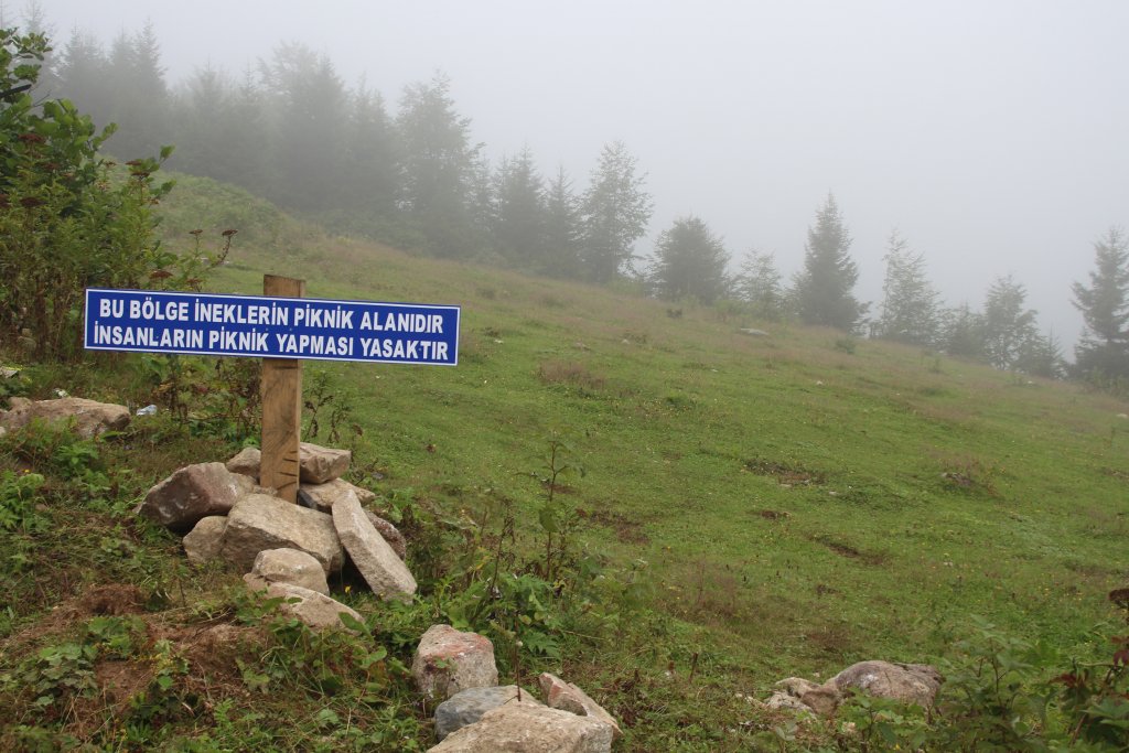 Yaylaya çöp bırakanlara uyarı: Bu bölge ineklerin piknik alanı!