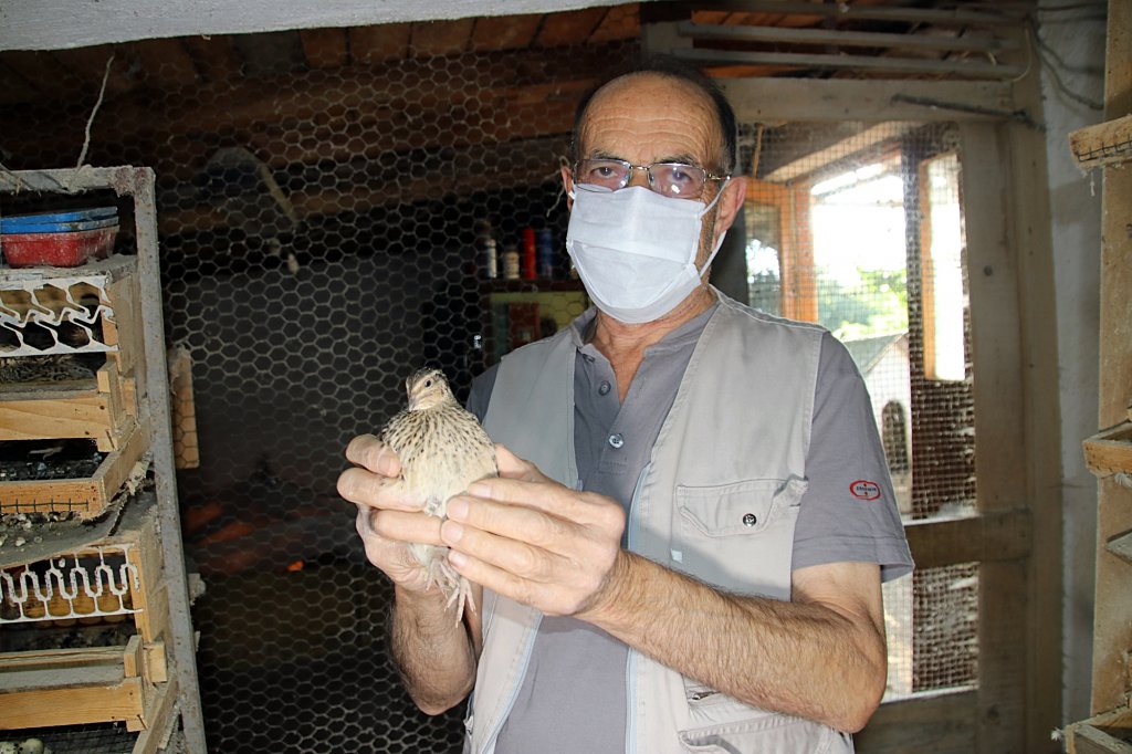 Türk Sanat Müziği bıldırcınların verimini arttırdı 