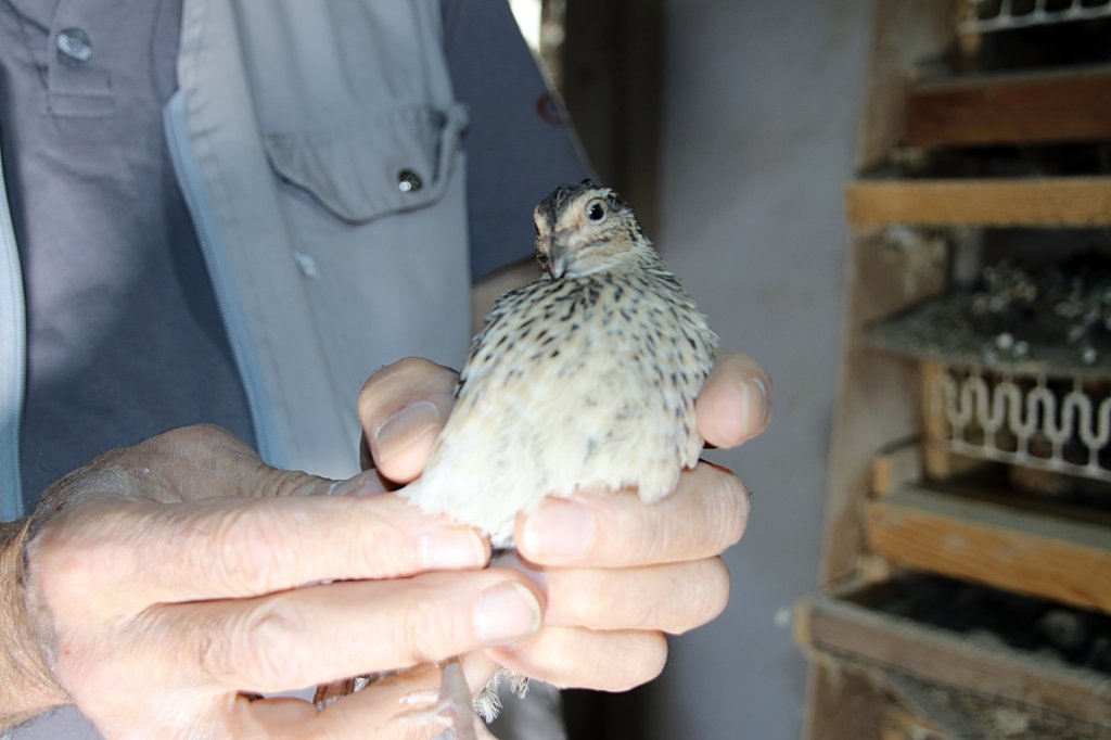 Türk Sanat Müziği bıldırcınların verimini arttırdı 