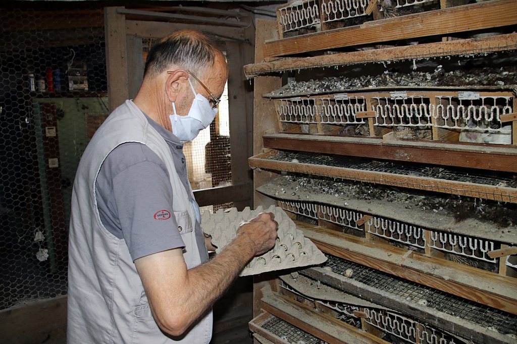 Türk Sanat Müziği bıldırcınların verimini arttırdı 