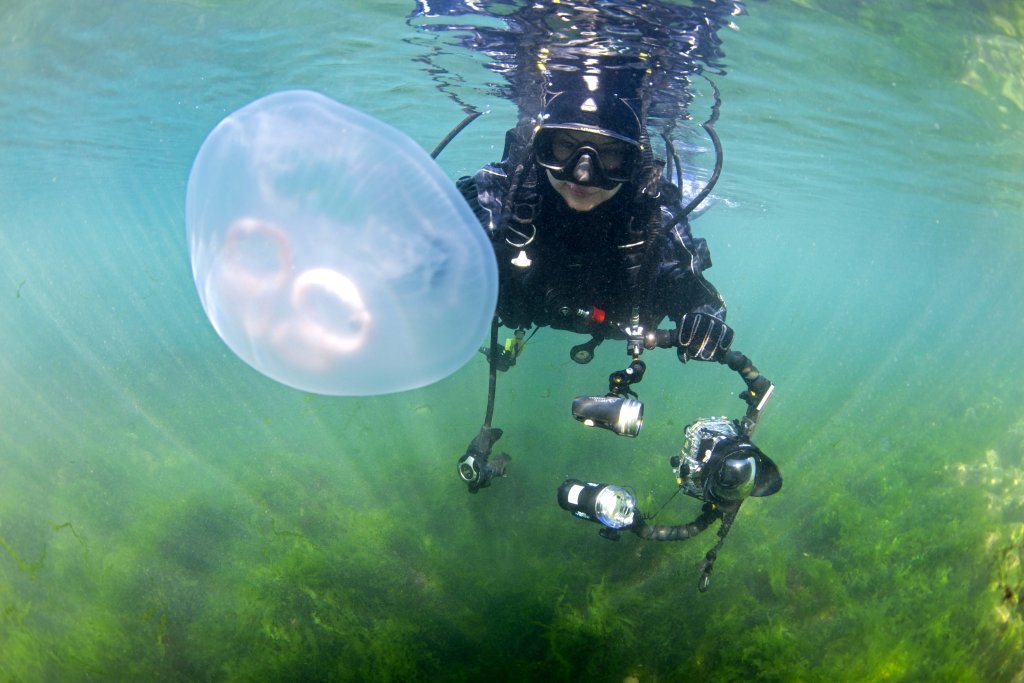 Büyükada'da denizanası uyarısı: Değdiğinde yakar!