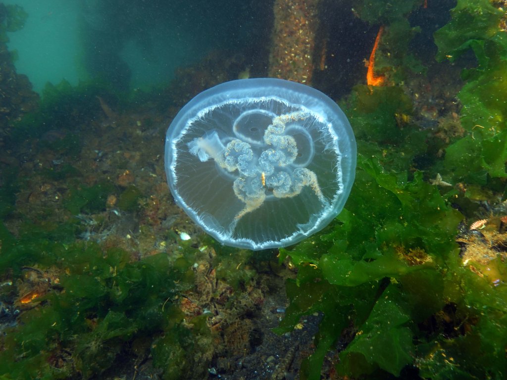 Büyükada'da denizanası uyarısı: Değdiğinde yakar!