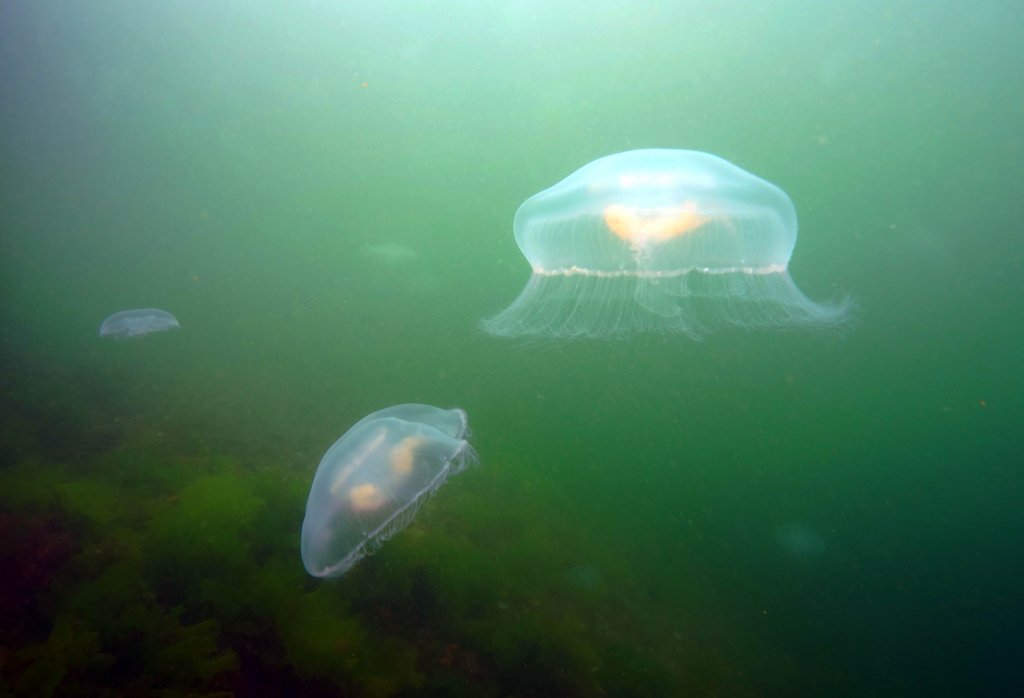Büyükada'da denizanası uyarısı: Değdiğinde yakar!