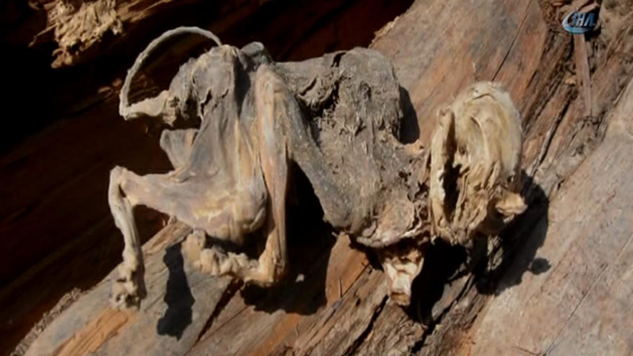 GEöen yıl bulunan fosillerin arasında yeni bir türe ait dişler bulundu