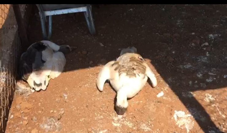 Çiftlik kredisi çekmek için aldığı kaz ve tavukları aç ve susuz bırakarak öldürdü
