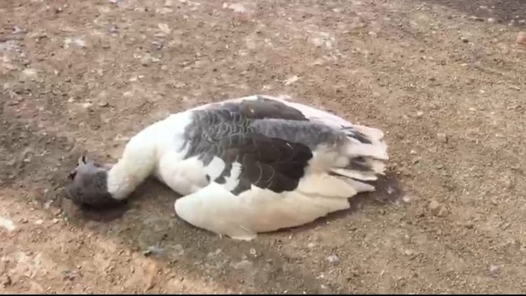 Çiftlik kredisi çekmek için aldığı kaz ve tavukları aç ve susuz bırakarak öldürdü