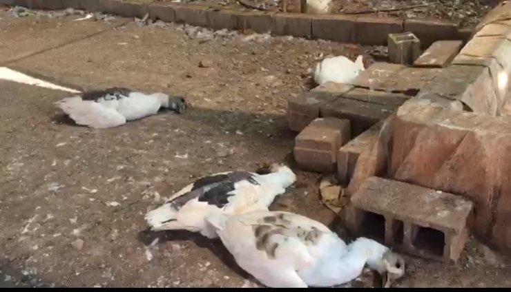 Çiftlik kredisi çekmek için aldığı kaz ve tavukları aç ve susuz bırakarak öldürdü