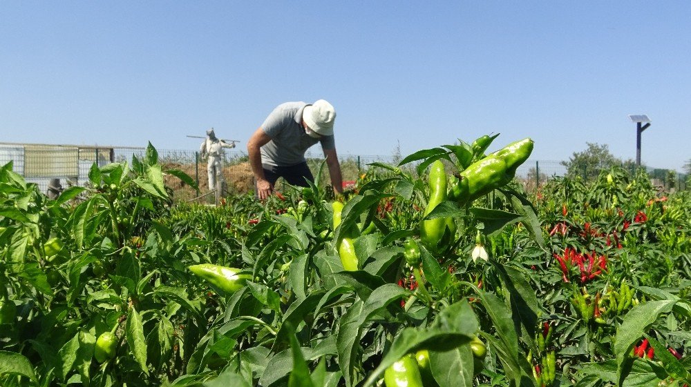 Nilüfer Belediyesi'nden örnek hareket: Tohum Kütüphanesi 
