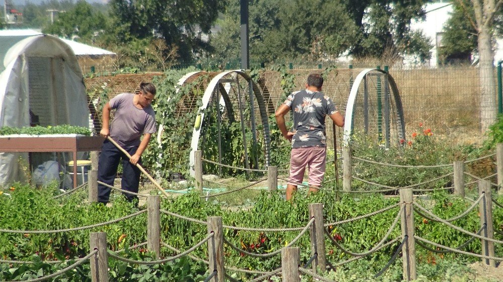 Nilüfer Belediyesi'nden örnek hareket: Tohum Kütüphanesi 