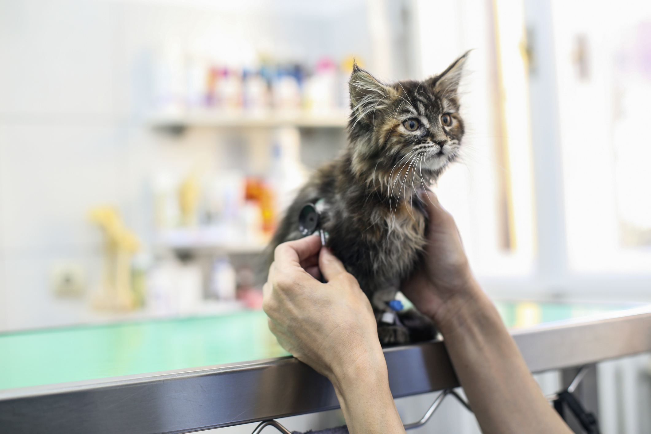 Vuhan'dan kritik kedi uyarısı: Yüzde 10-15'inde koronavirüse rastlandı