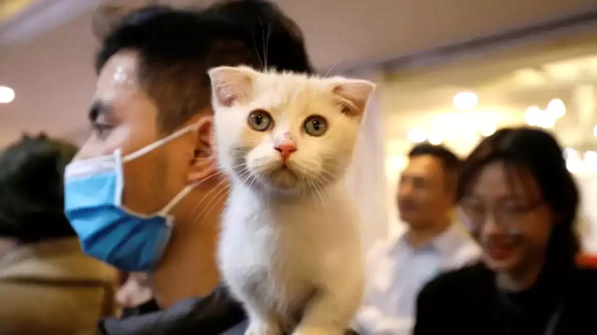 Vuhan'dan kritik kedi uyarısı: Yüzde 10-15'inde koronavirüse rastlandı