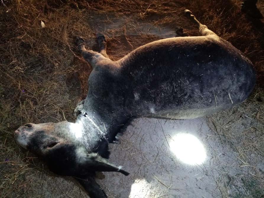 Eskişehir'de hayvan vahşeti! Gözlerini oyup bıçaklamışlar
