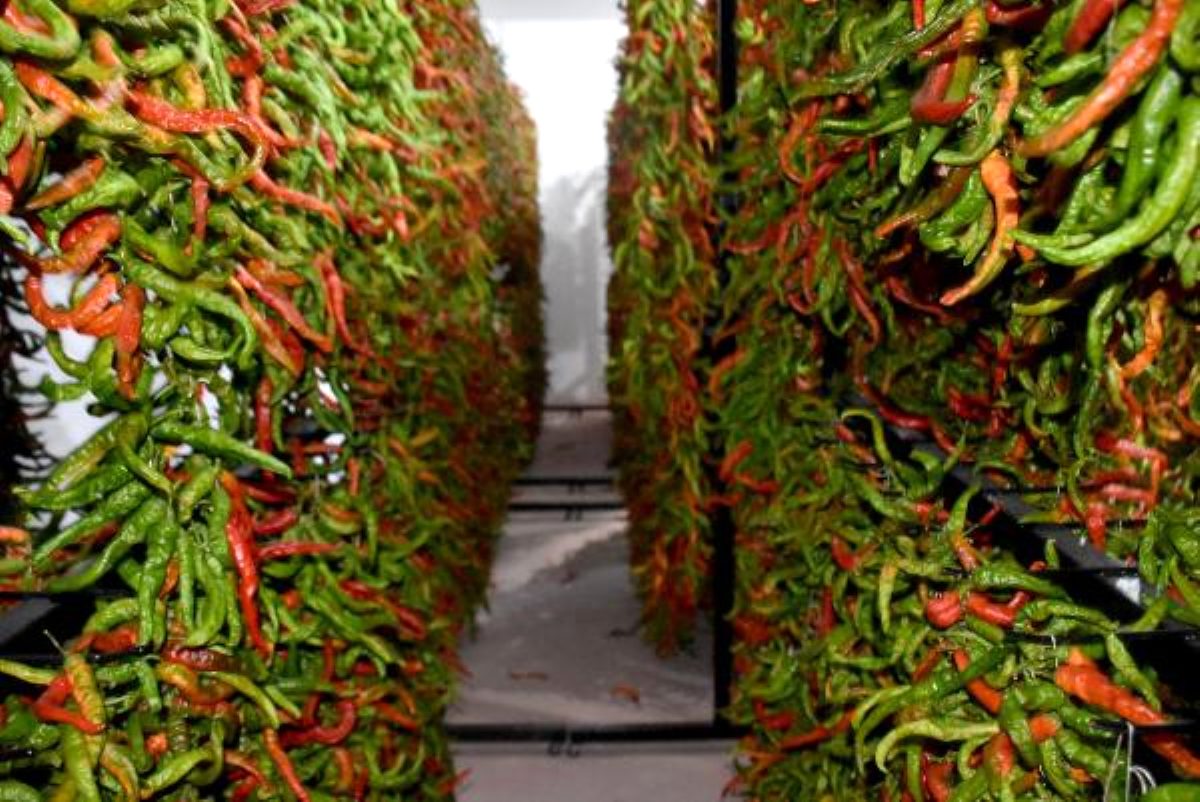 Mevsim geçişlerinden korunmanın yolu biber yemek