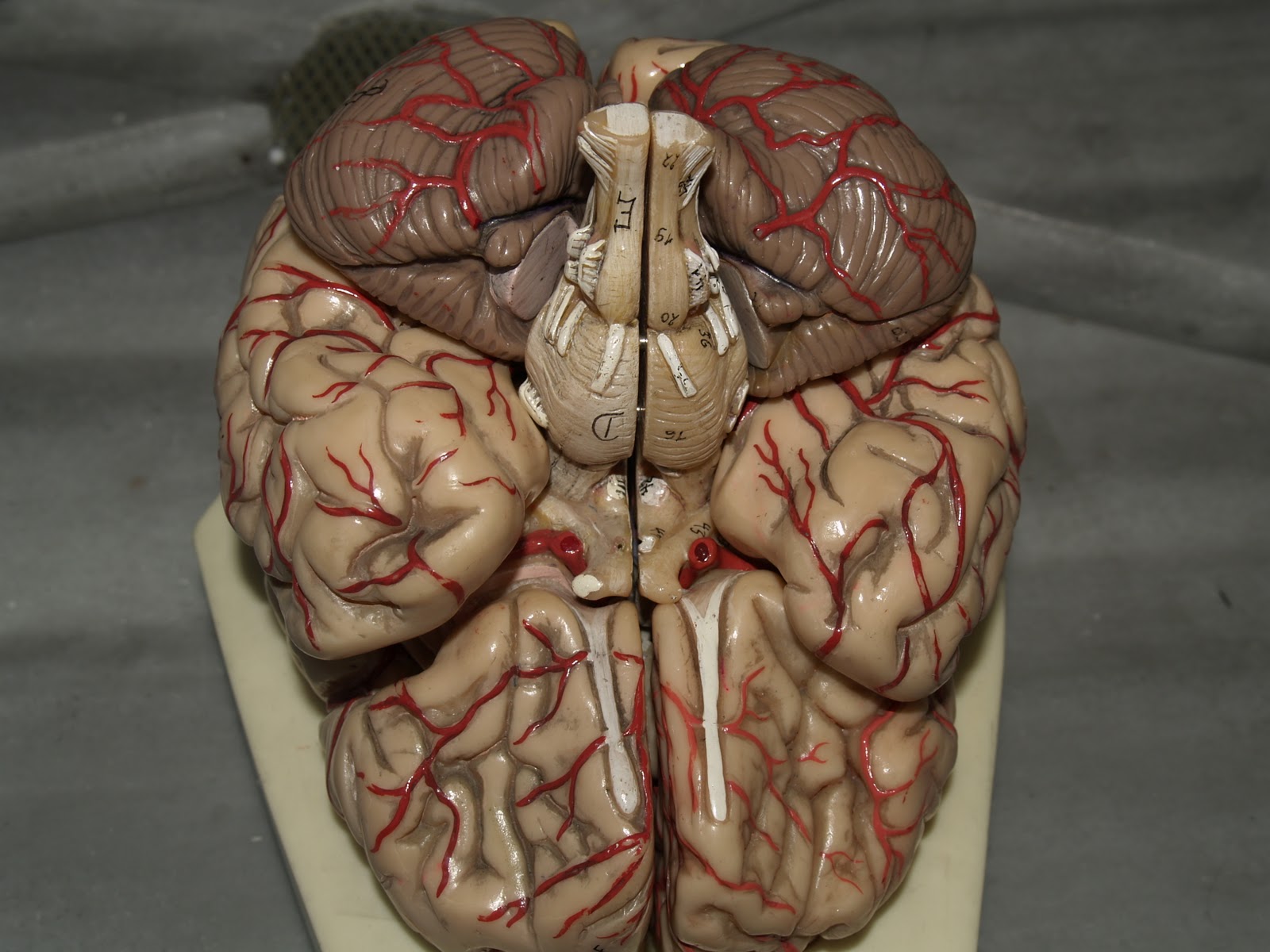 Gülhane Tıp Fakültesi'nde beynin çalışma prensipleri araştırılıyor