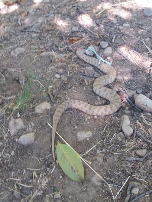 Ayağına sarılan zehirli yılanı kafasından yakaladı