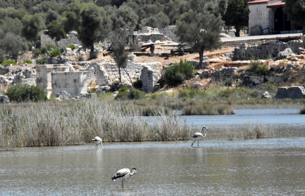 Antalya'daki kuş cennetinin konukları flamingolar bu yıl erkenci