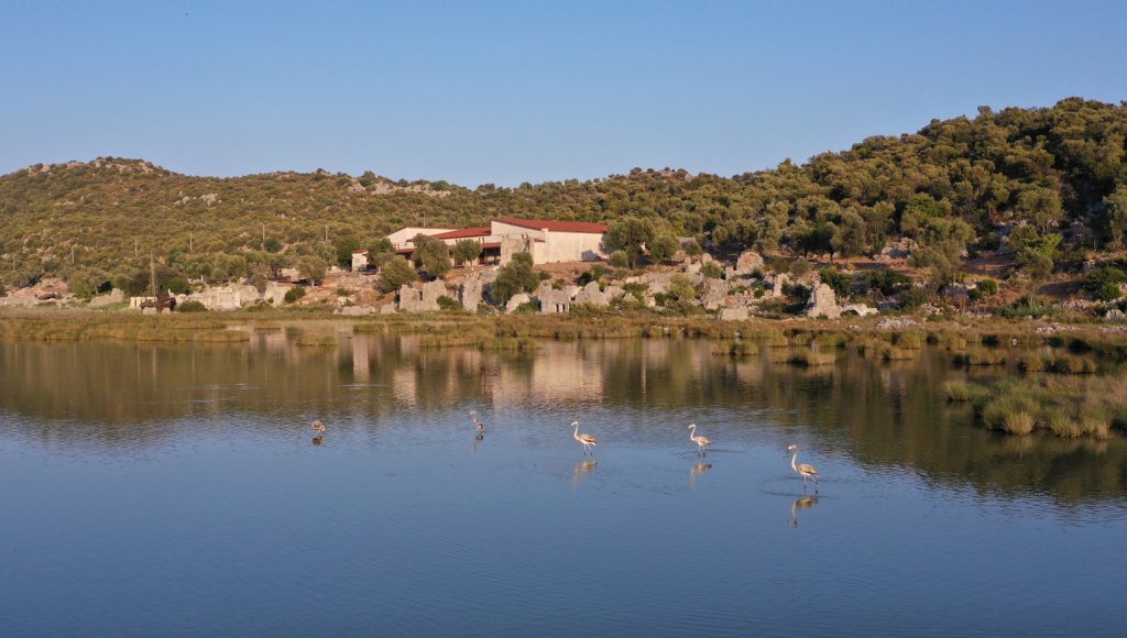 Antalya'daki kuş cennetinin konukları flamingolar bu yıl erkenci