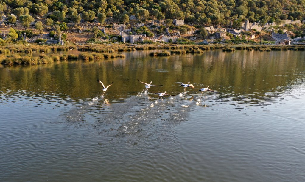 Antalya'daki kuş cennetinin konukları flamingolar bu yıl erkenci