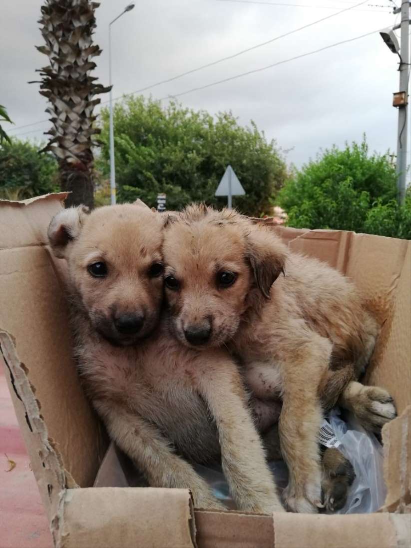 Bartın'da uyuşturularak yol kenarına atılan 20 köpek için inceleme 