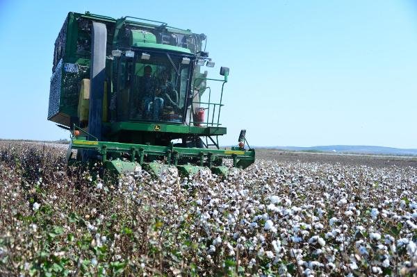 Pamuk üreticisinden destek talebi
