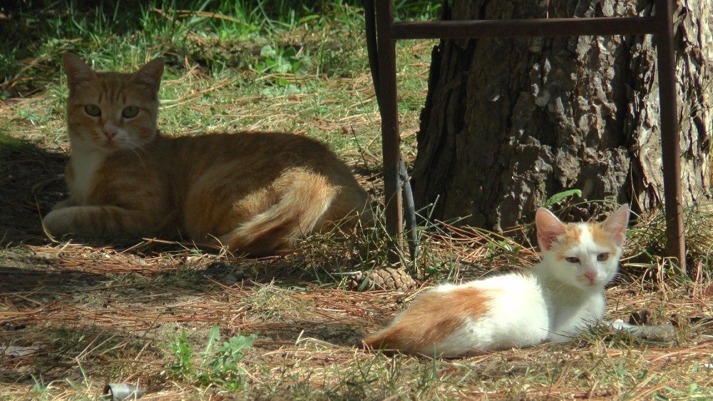 Kovid-19 sürecinde evcil hayvanlarınızı sevdirmeyin!
