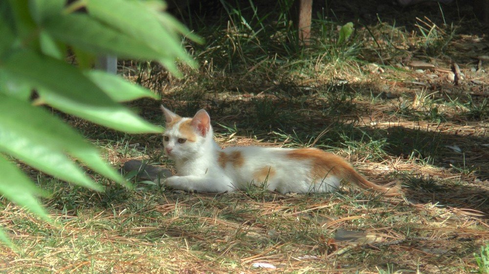 Kovid-19 sürecinde evcil hayvanlarınızı sevdirmeyin!