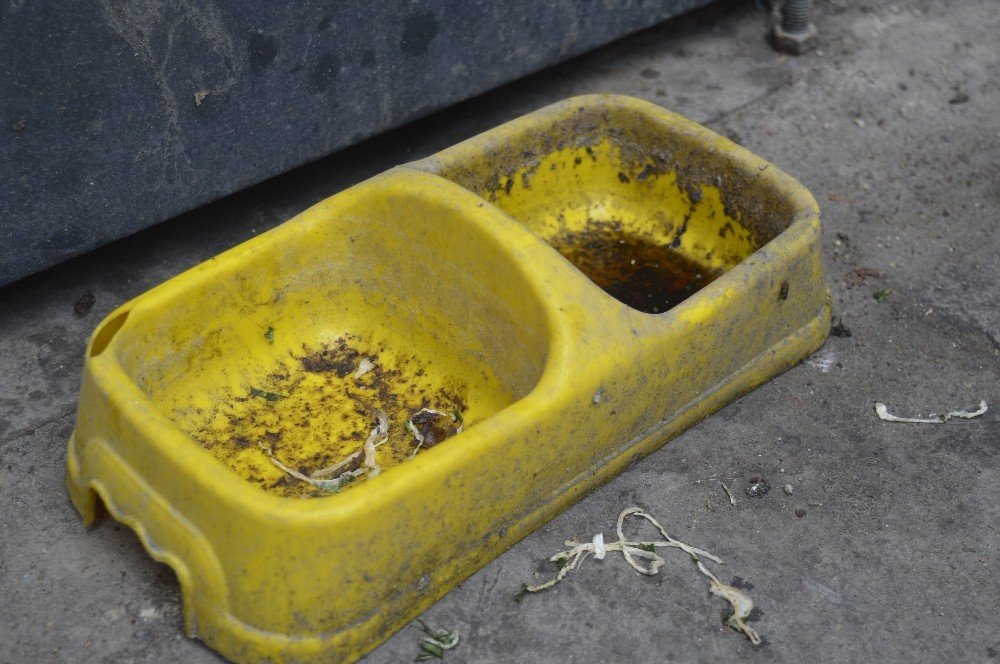 Kovid-19 sürecinde evcil hayvanlarınızı sevdirmeyin!