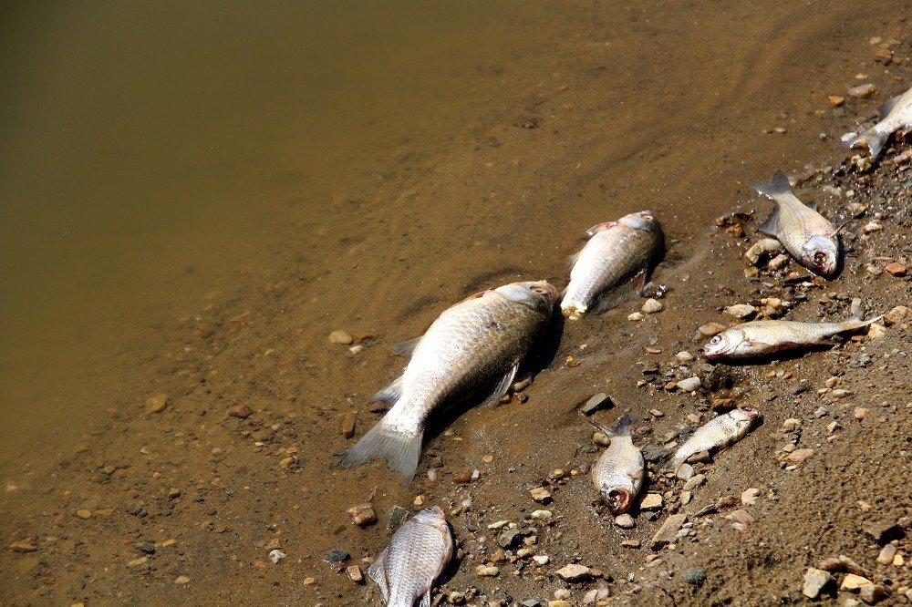 Manisa’da suların çekilmesiyle balıklar telef oldu 