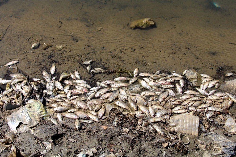 Manisa’da suların çekilmesiyle balıklar telef oldu 