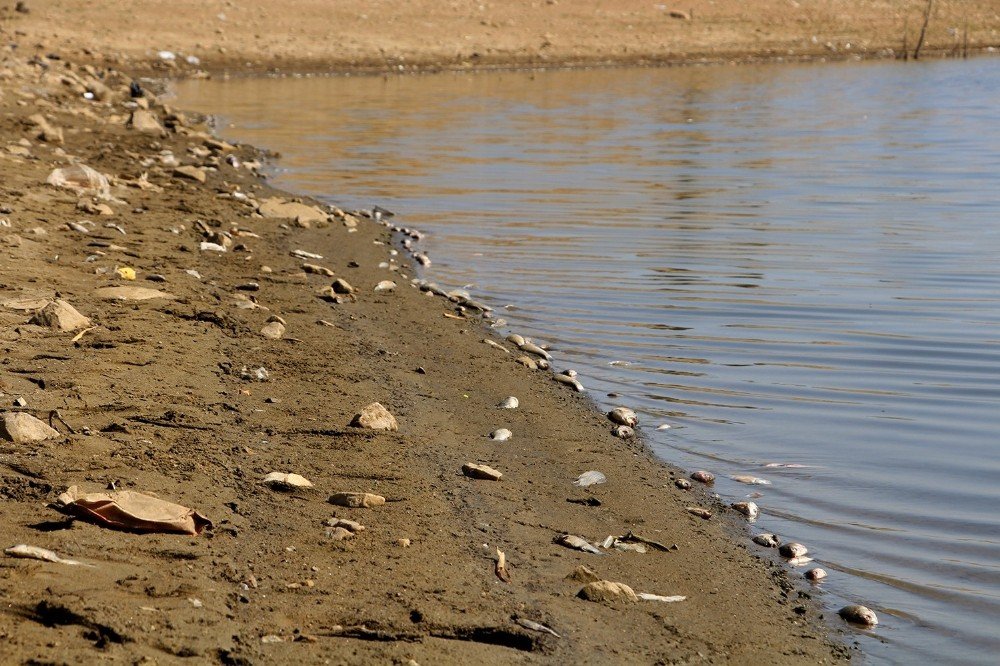Manisa’da suların çekilmesiyle balıklar telef oldu 