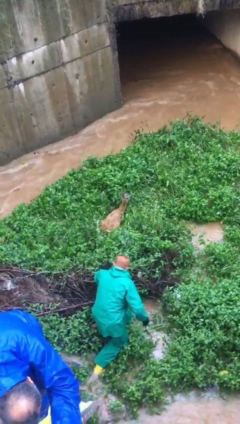 zabıta ve itfaiye ekipleri su kanalına düşen geyiği kurtardı