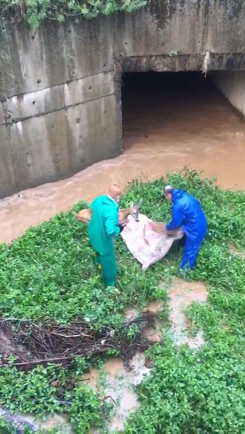 zabıta ve itfaiye ekipleri su kanalına düşen geyiği kurtardı