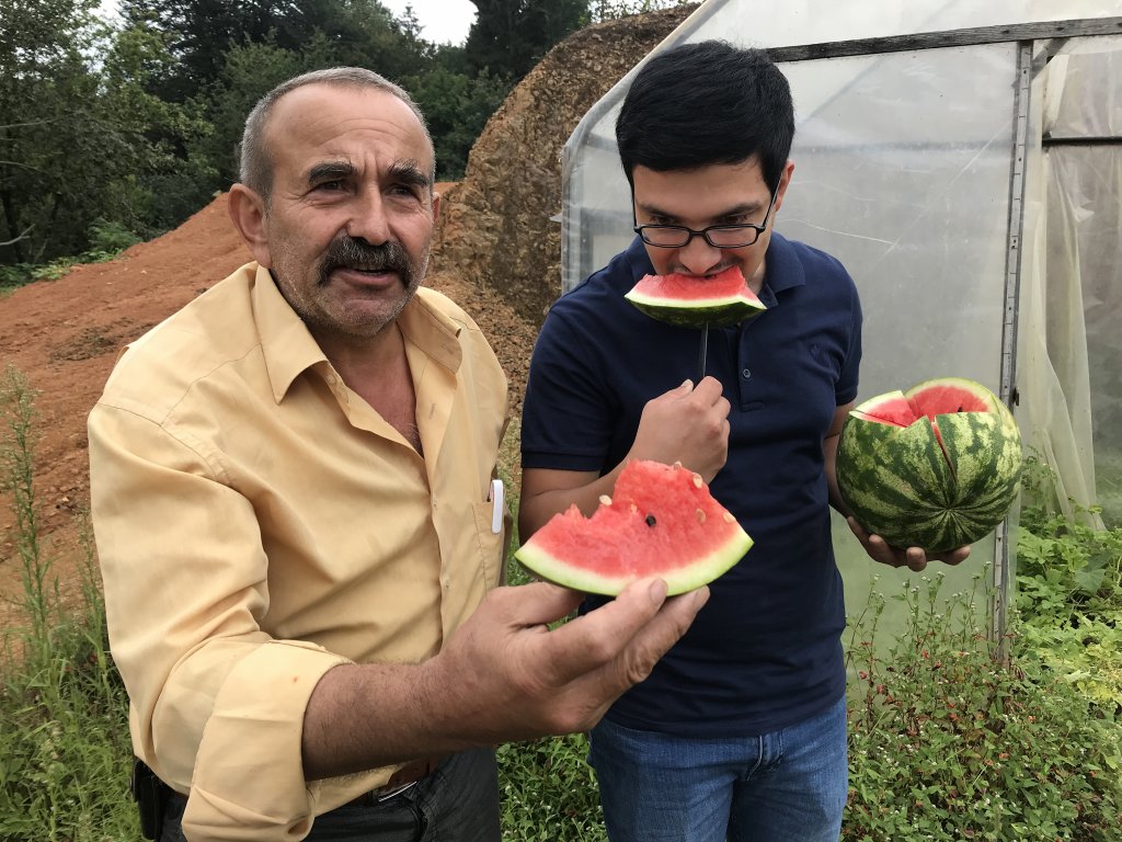 Rize'de çekirdekten karpuz yetiştiriciliği