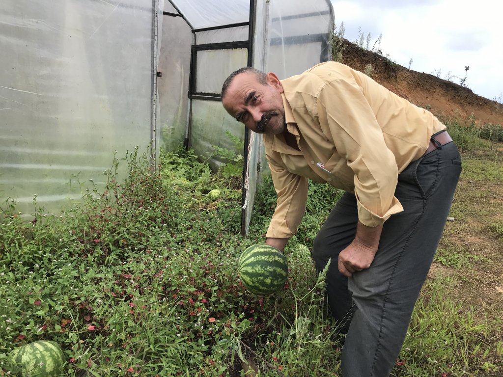 Rize'de çekirdekten karpuz yetiştiriciliği