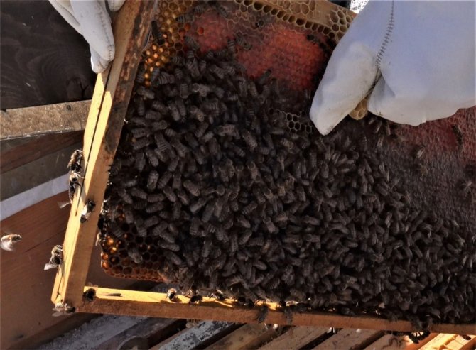 Coğrafi işaretli Bayburt Balının sağım sezonu başladı