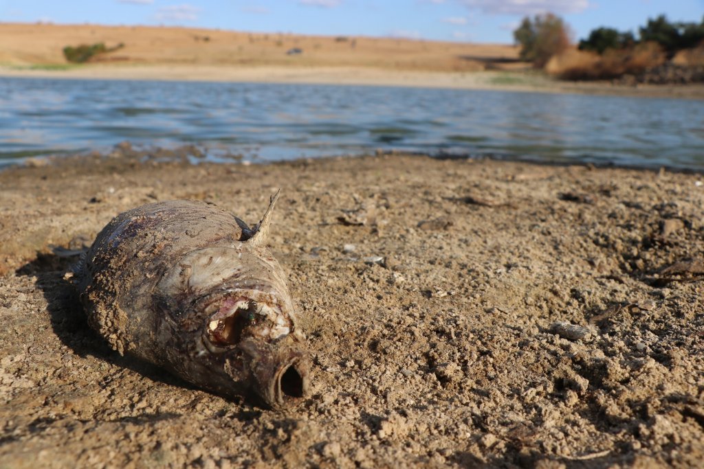 Edirne'de köylülerden balıklara can suyu