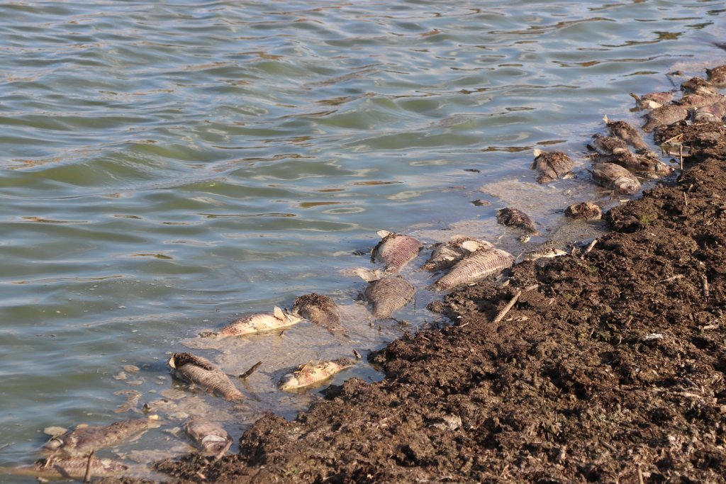 Edirne'de köylülerden balıklara can suyu