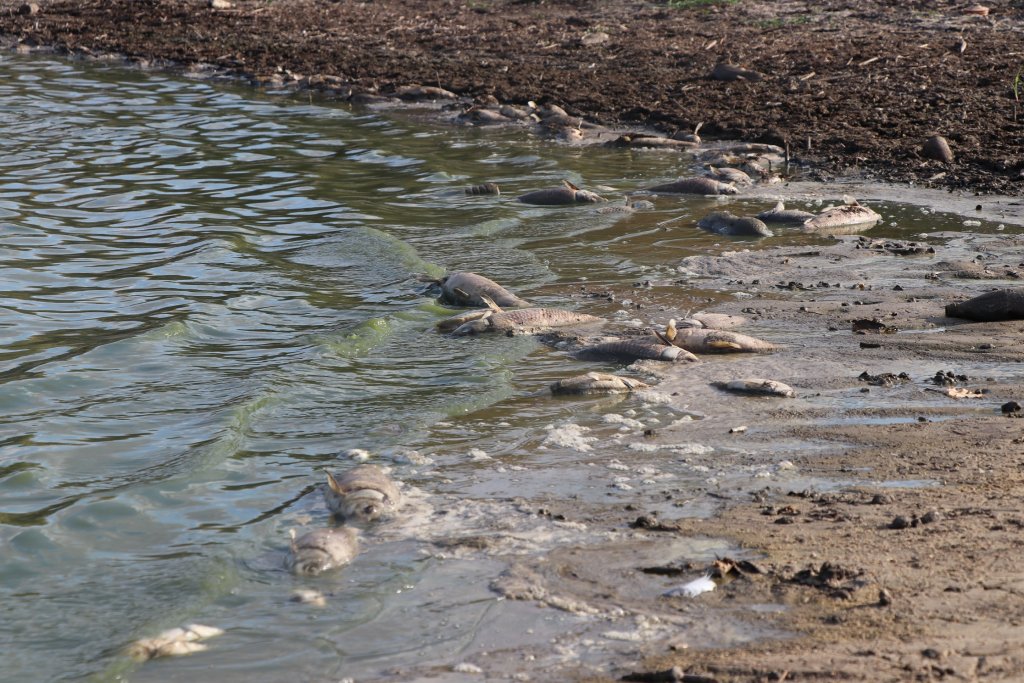 Edirne'de köylülerden balıklara can suyu