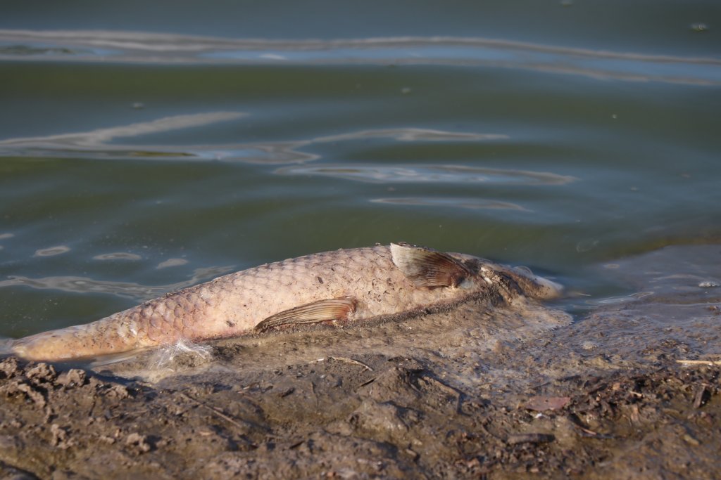 Edirne'de köylülerden balıklara can suyu