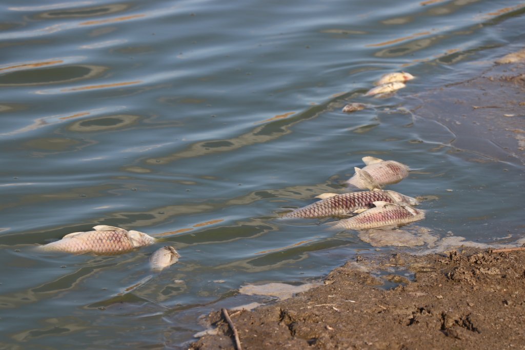 Edirne'de köylülerden balıklara can suyu