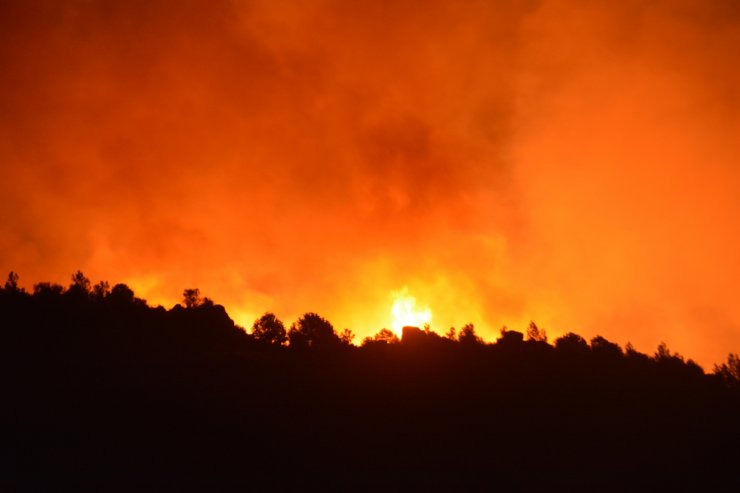Dikili ilçesinde, Botanik Bahçesi'nin zeytinlik ve çamlık alanında yangın çıktı