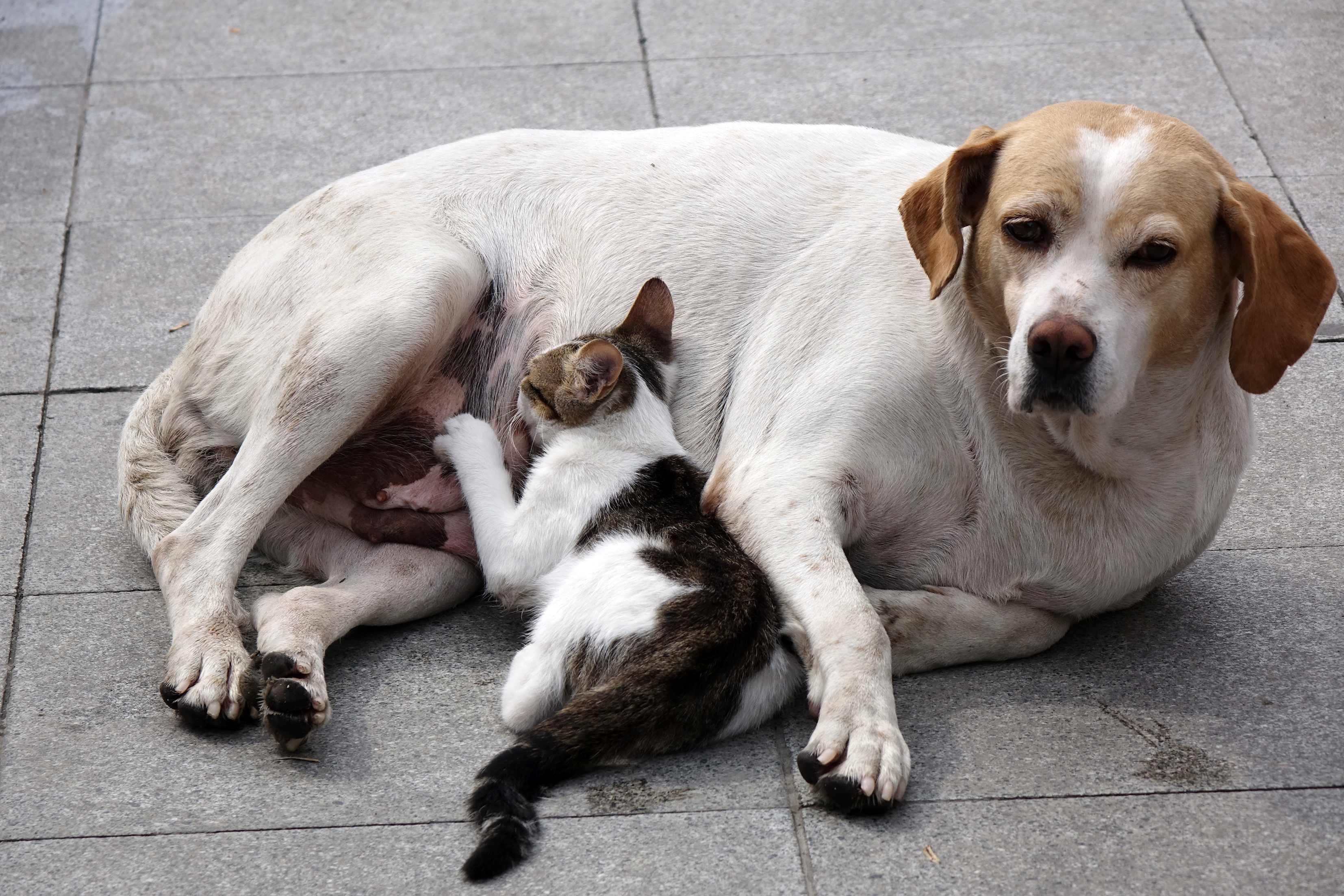 Sokak köpeğini av tüfeğiyle vurup ölüme terk ettiler