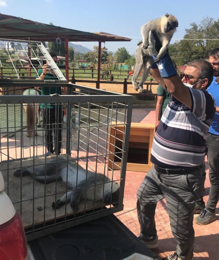 Nesli tehlike altında olan Rhesus cinsi 2 maymun korumaya alındı